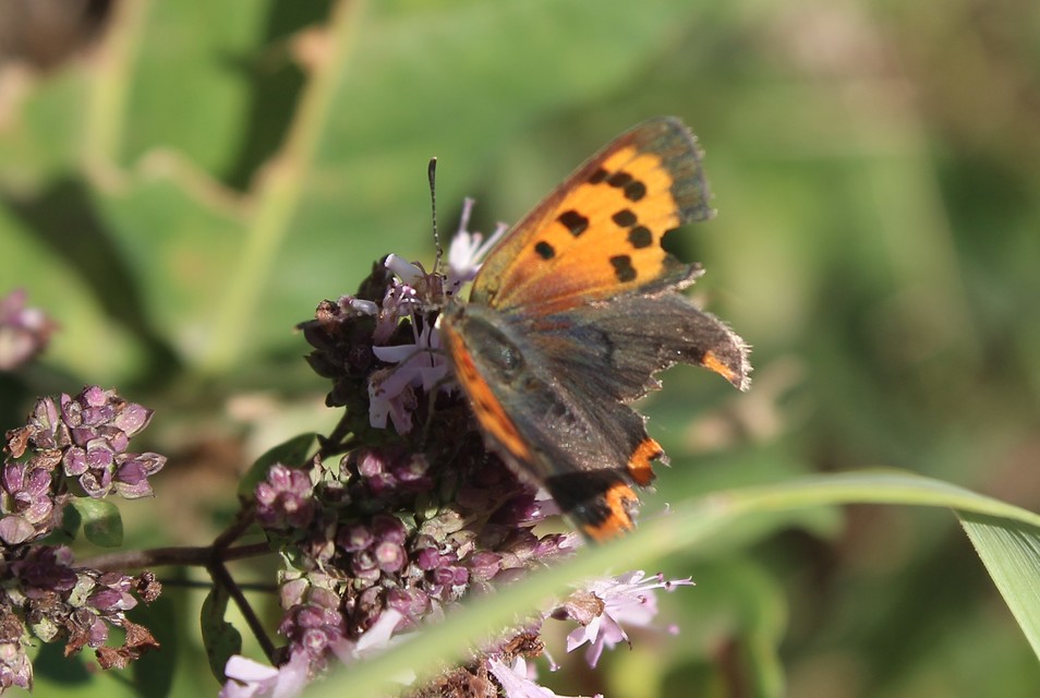 Lycaena phlaeas - közönséges tűzlepke