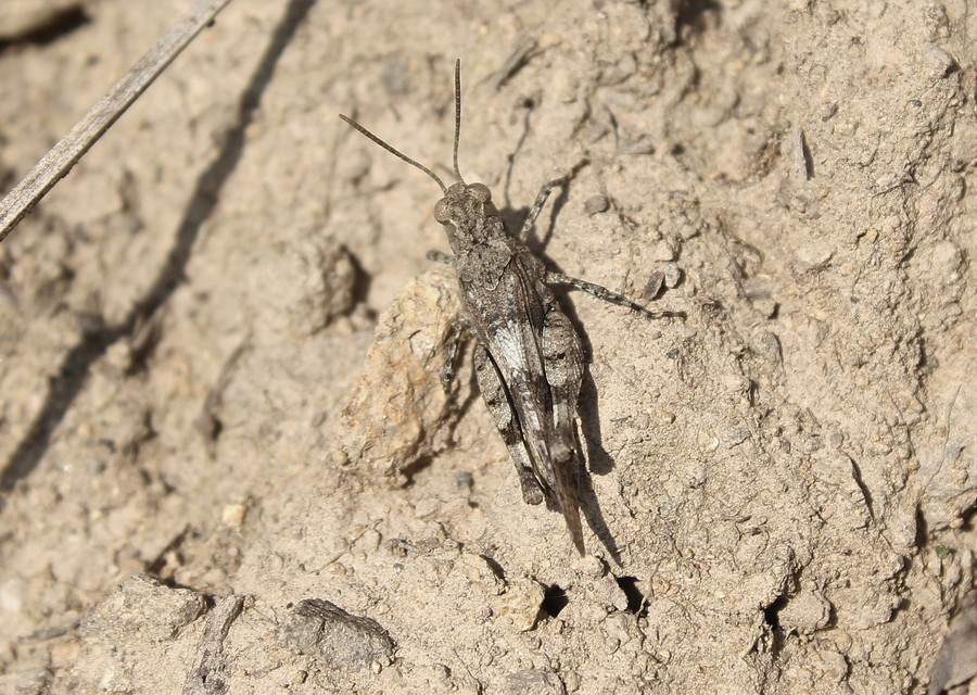 Oedipoda caerulescens - kékszárnyú sáska