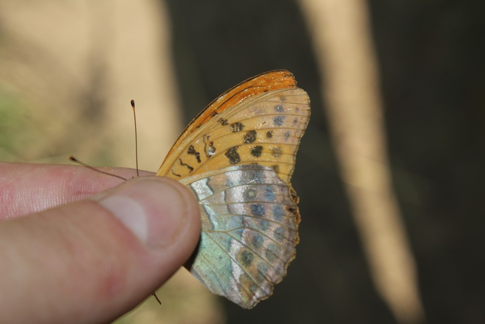 Argynnis paphia - nagy gyöngyházlepke