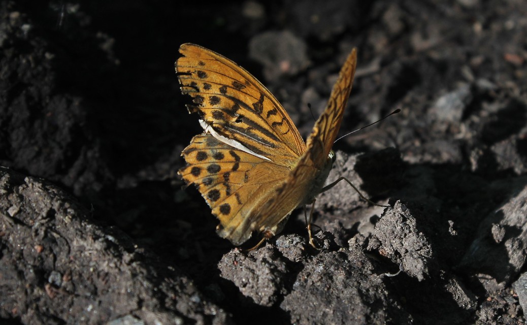 Argynnis paphia - nagy gyöngyházlepke