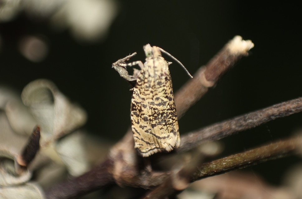 Celypha lacunana - vízparti tükrösmoly