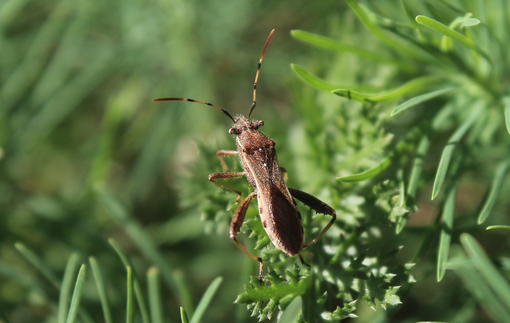 Alydidae - tövispoloskák