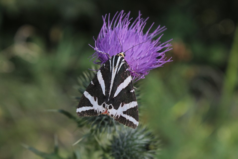Euplagia quadripunctaria - csíkos medvelepke