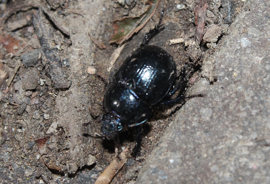 Anoplotrupes stercorosus - erdei álganéjtúró