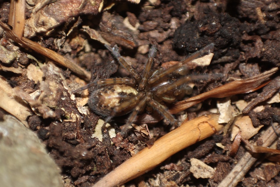 Amaurobius fenestralis - ablakos eretnekpók