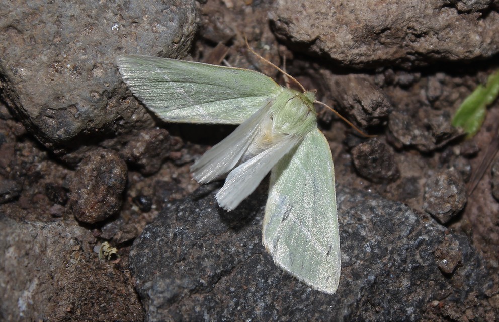 Pseudoips prasinana - bükkfa-zöldbagoly