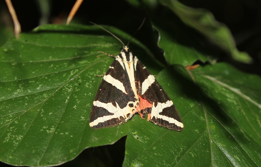 Euplagia quadripunctaria - csíkos medvelepke