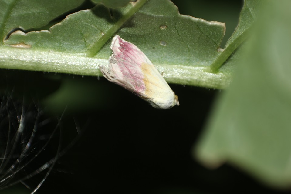 Eublemma purpurina - bíboros törpebagoly