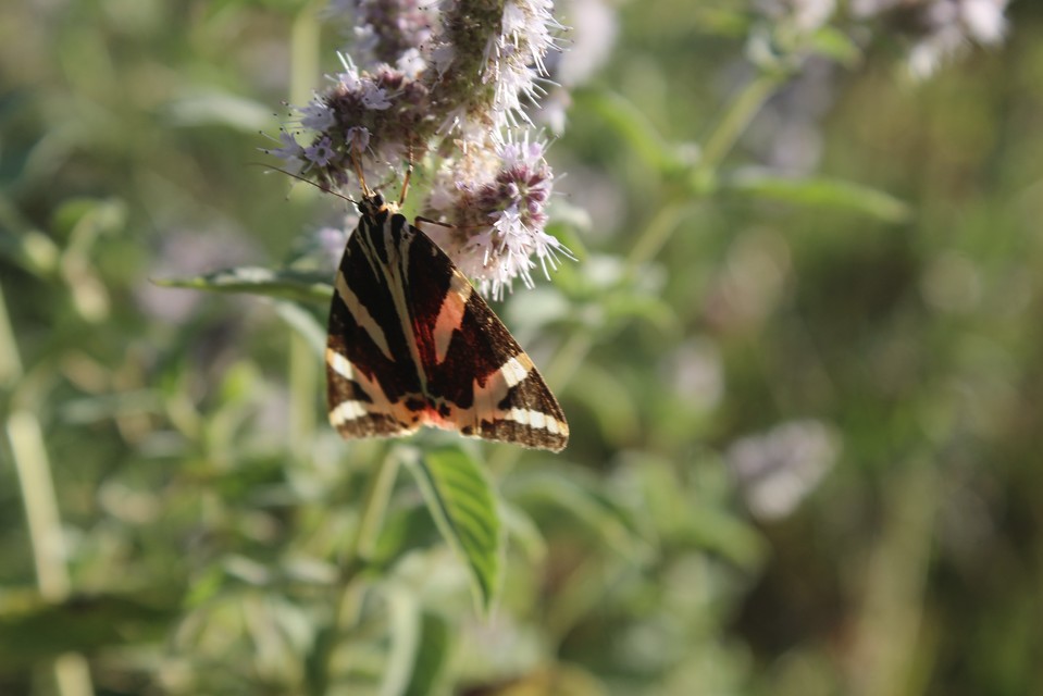 Euplagia quadripunctaria - csíkos medvelepke