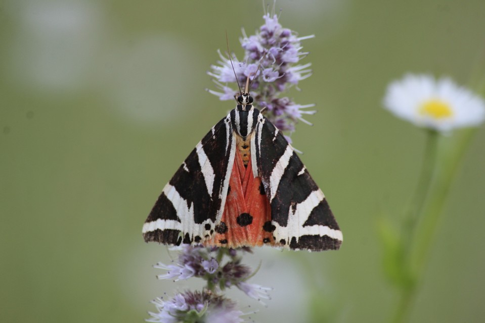 Euplagia quadripunctaria - csíkos medvelepke