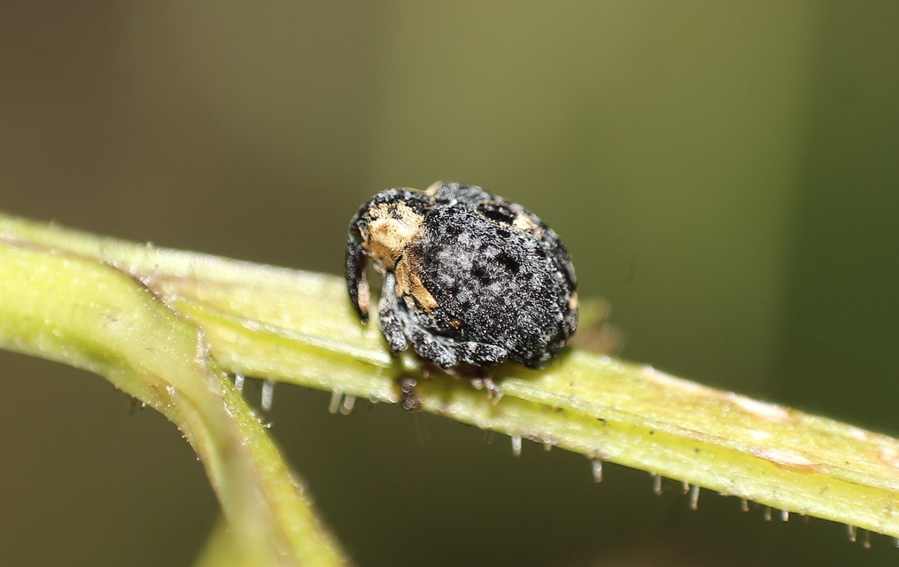 Cionus scrophulariae - görvélyfű-gömbormányos