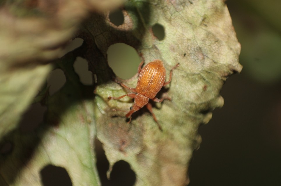 Apion frumentarium - vörös cickányormányos