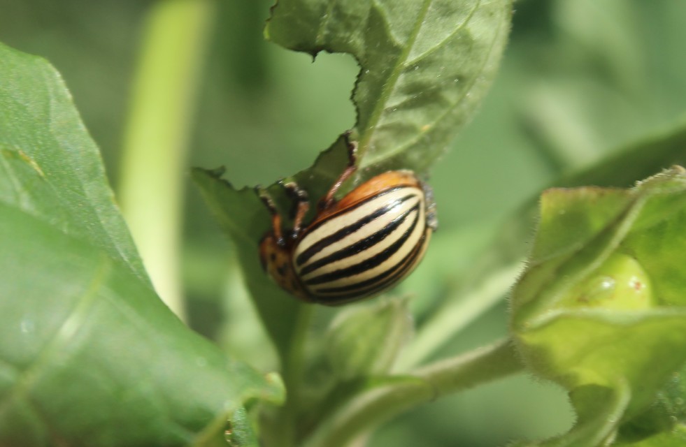 Leptinotarsa decemlineata - burgonyabogár