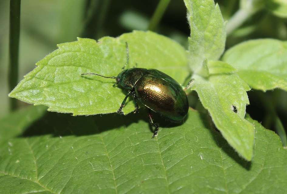 Chrysolina herbacea - zöld mentalevelész
