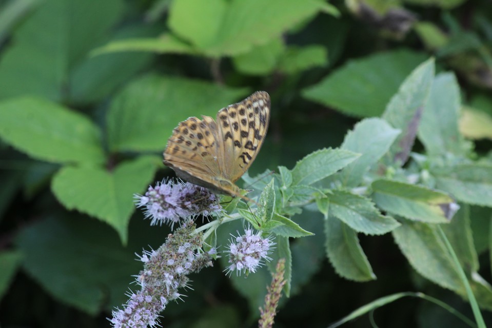 Argynnis paphia - nagy gyöngyházlepke