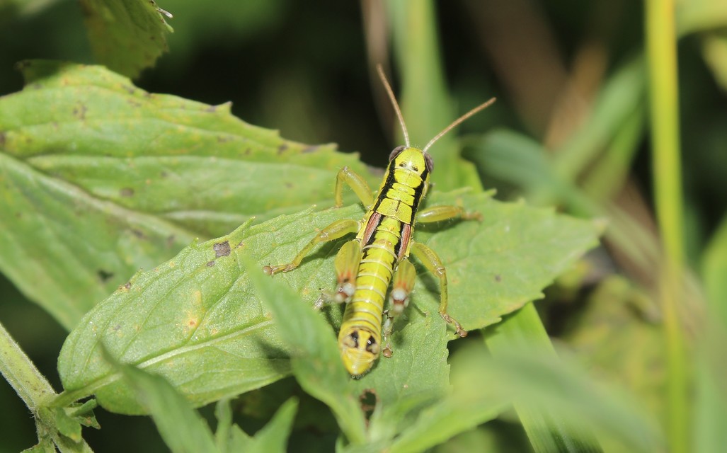 Pseudopodisma nagyi - Nagy-hegyisáska