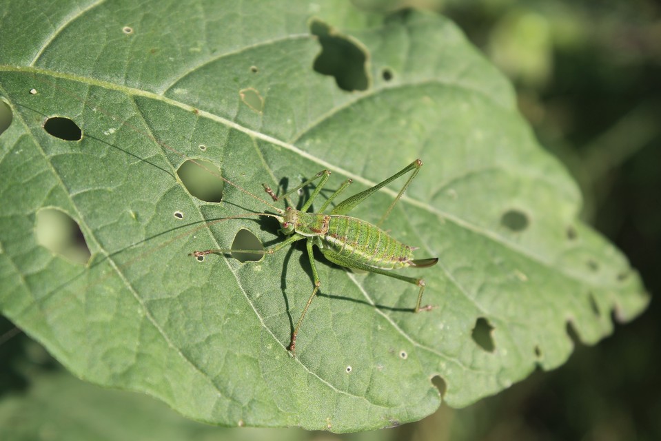 Leptophyes albovittata - közönséges virágszöcske