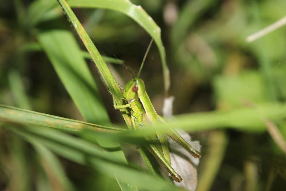 Euthystira brachyptera - smaragdzöld sáska