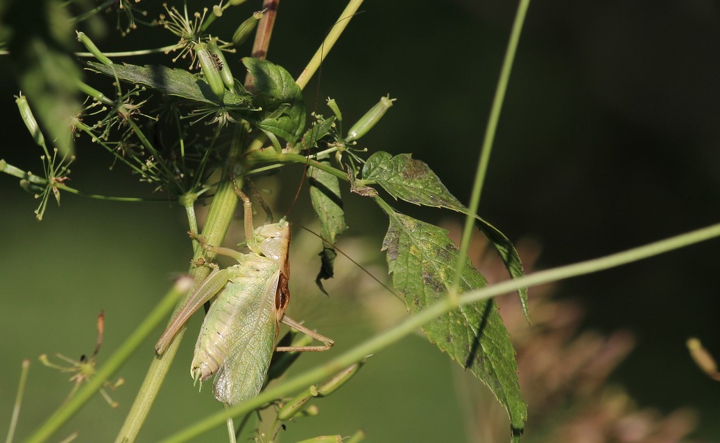 Tettigonia cantans - éneklő lombszöcske