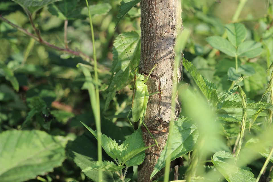 Tettigonia cantans - éneklő lombszöcske