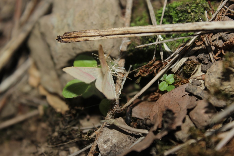 Rhodostrophia vibicaria - pirosszélű araszoló