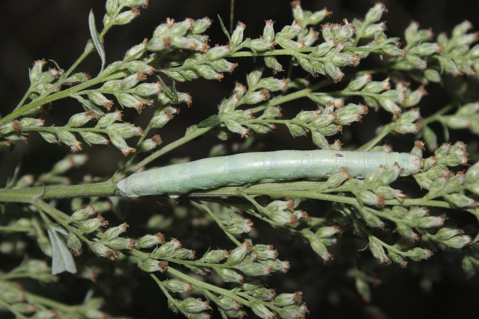 Ascotis selenaria - holdas faaraszoló