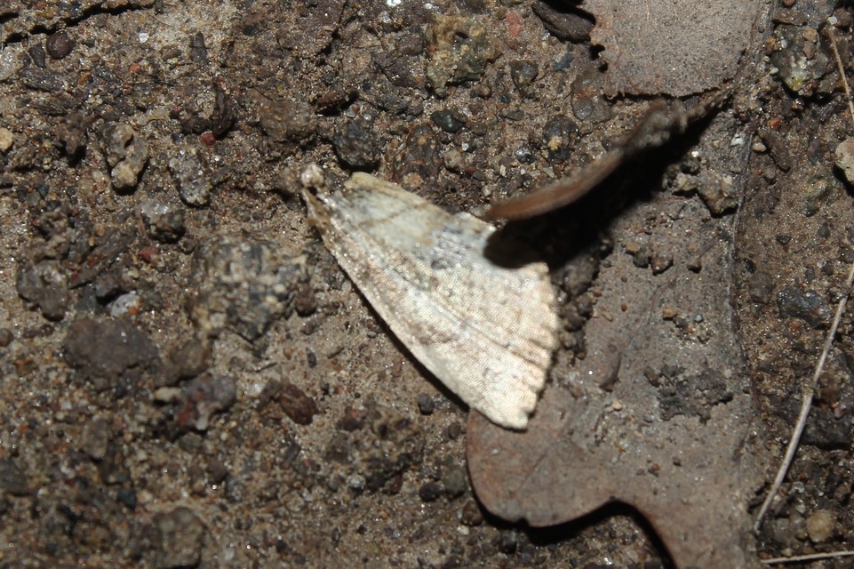 Cosmia trapezina - közönséges lombbagoly