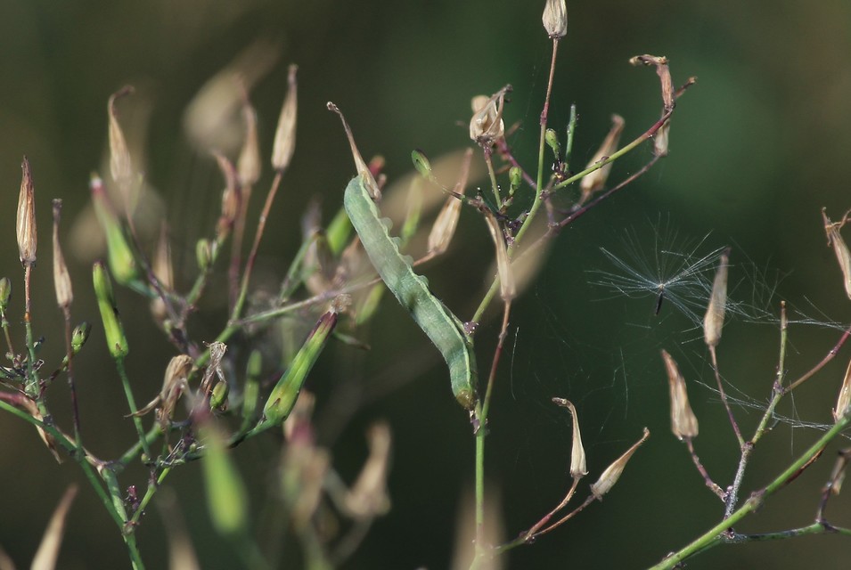 Hecatera dysodea - parajbagoly