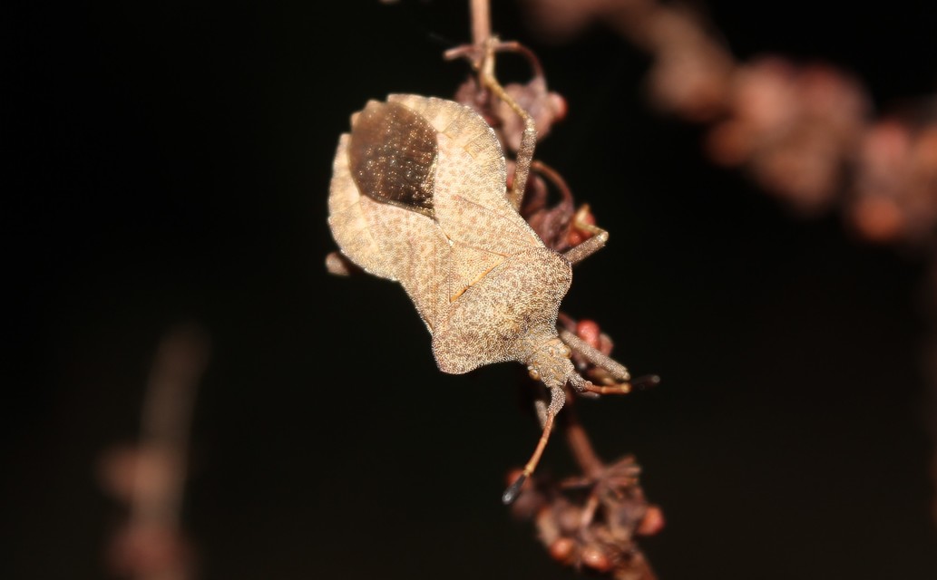 Coreus marginatus - közönséges karimáspoloska