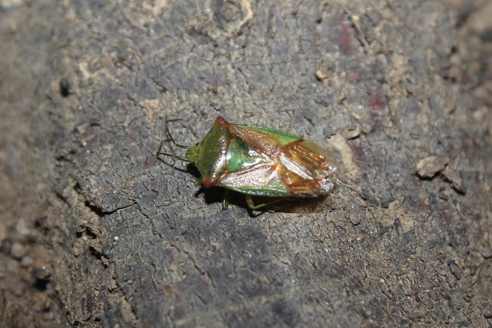 Acanthosoma haemorrhoidale - nagy dajkapoloska Acanthosoma haemorrhoidale - nagy dajkapoloska