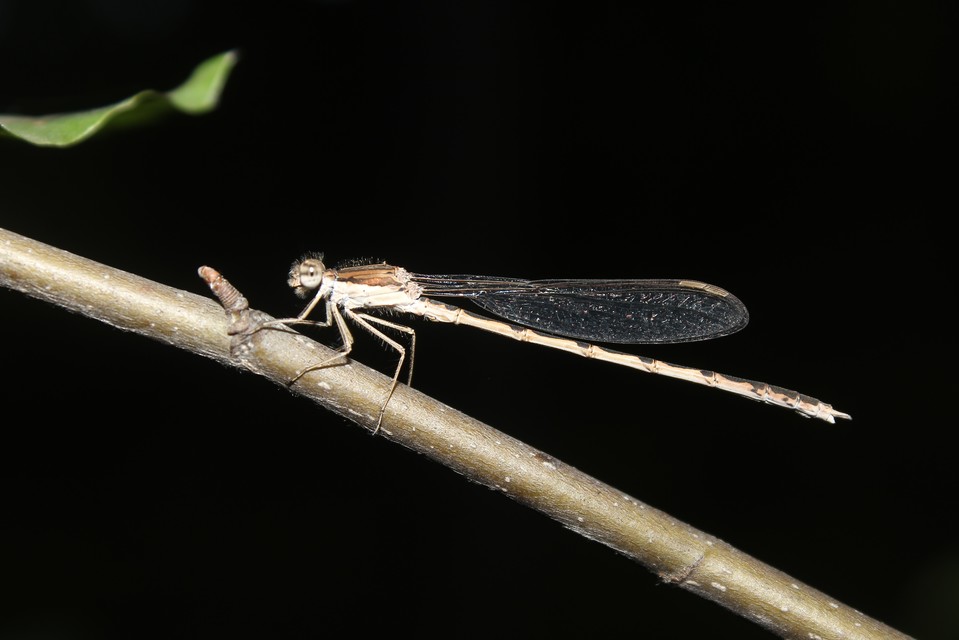 Sympecma fusca - téli rablószitakötő