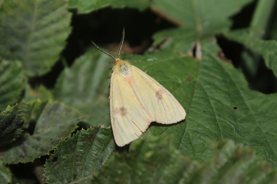 Diacrisia sannio - vörösszélű medvelepke