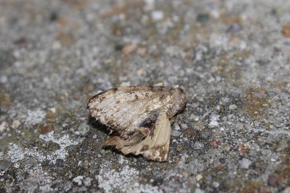 Lymantria dispar - gyapjaslepke