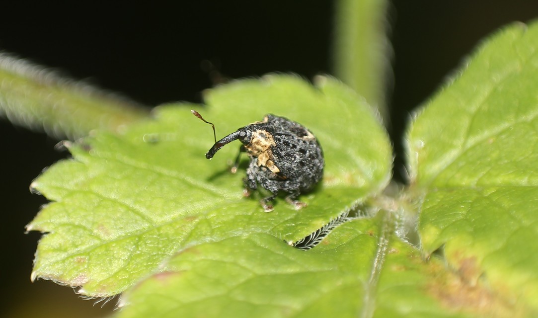 Cionus scrophulariae - görvélyfű-gömbormányos