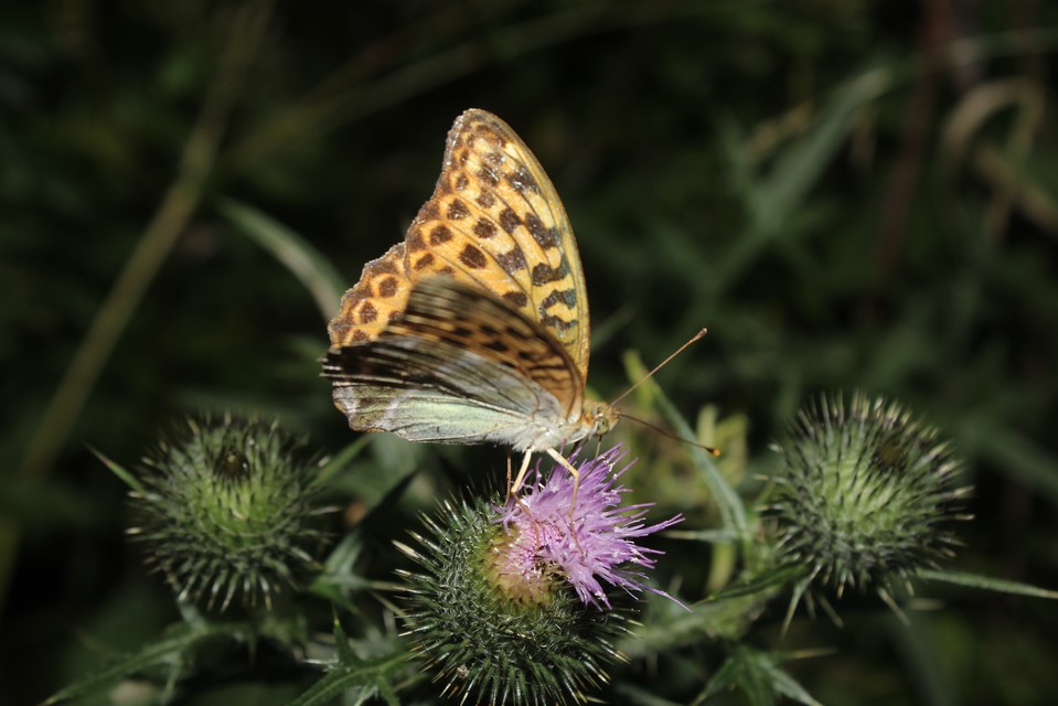 Argynnis paphia - nagy gyöngyházlepke