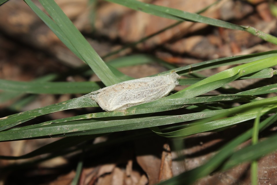 Pseudoips prasinana - bükkfa-zöldbagoly