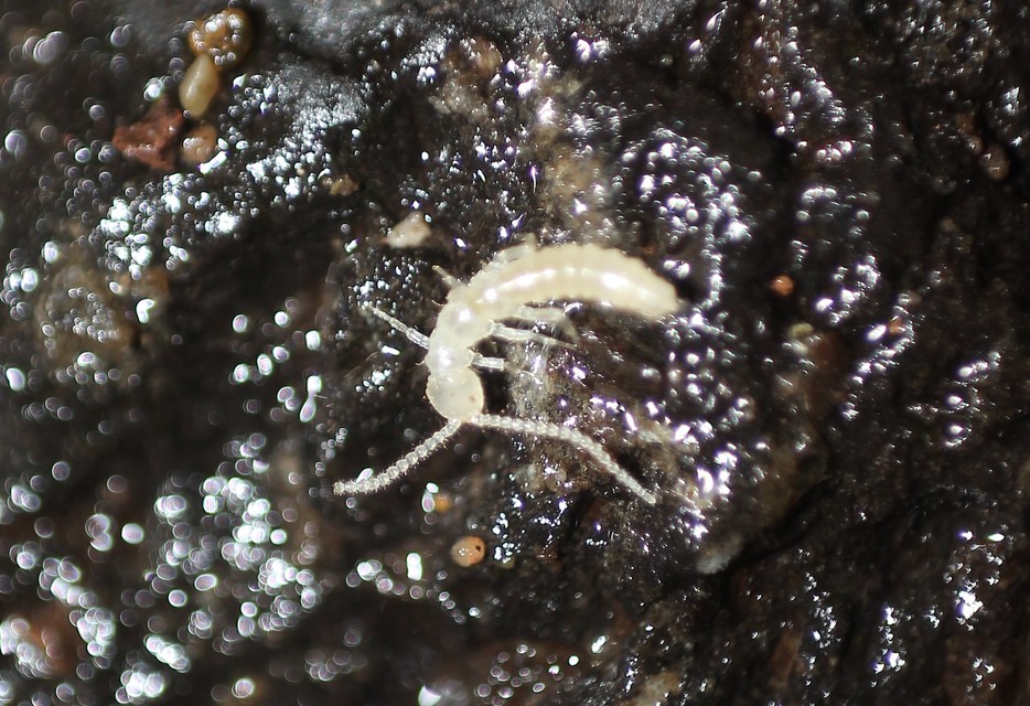 Diplura - Lábaspotrohúak