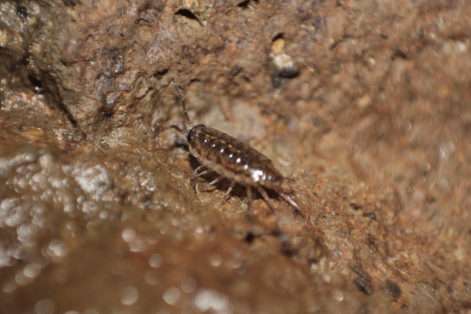 Ligidium Ligidium