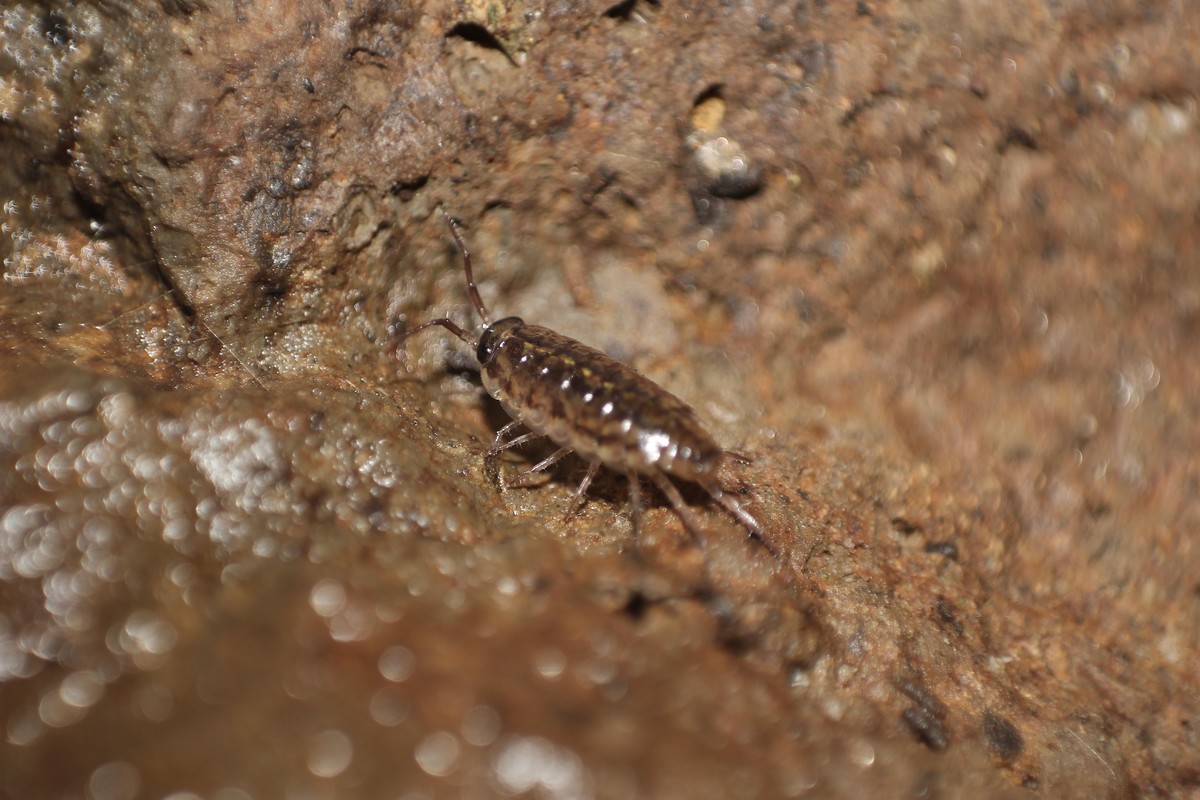 Ligidium