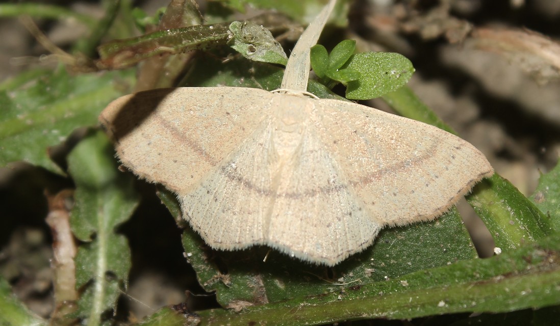 Cyclophora linearia - vonalas pettyesaraszoló
