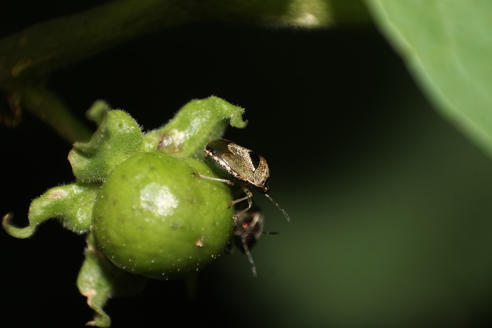 Stagonomus venustissimus - foltos feketefejű-poloska Stagonomus venustissimus - foltos feketefejű-poloska