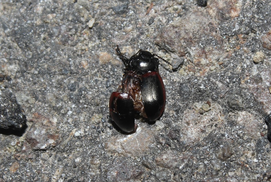 Chrysolina limbata - keretes levélbogár