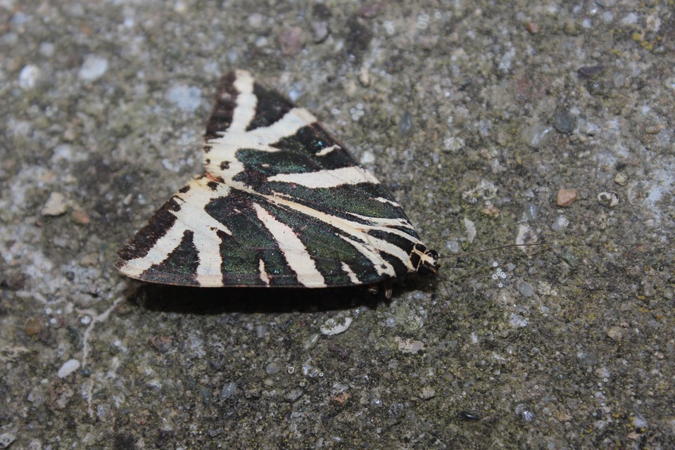 Euplagia quadripunctaria - csíkos medvelepke