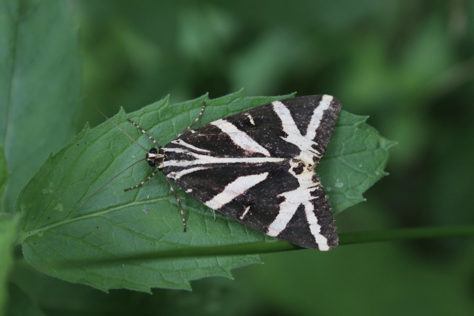 Euplagia quadripunctaria - csíkos medvelepke