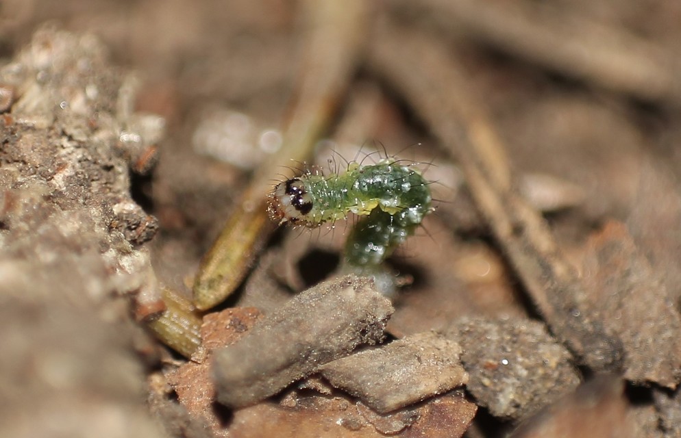 Asthena albulata - gyertyán-fehéraraszoló