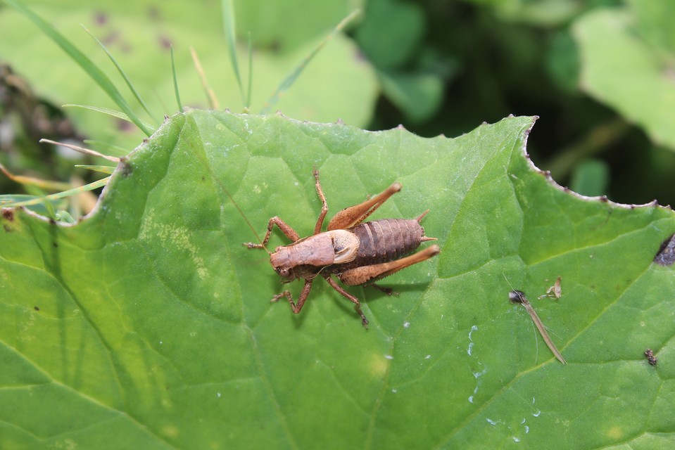 Pholidoptera griseoaptera - szürke avarszöcske