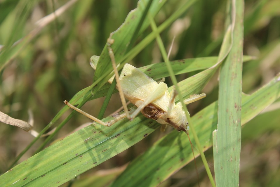 Tettigonia cantans - éneklő lombszöcske