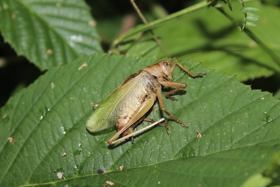 Tettigonia cantans - éneklő lombszöcske