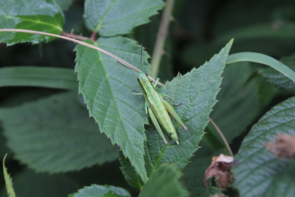 Euthystira brachyptera - smaragdzöld sáska