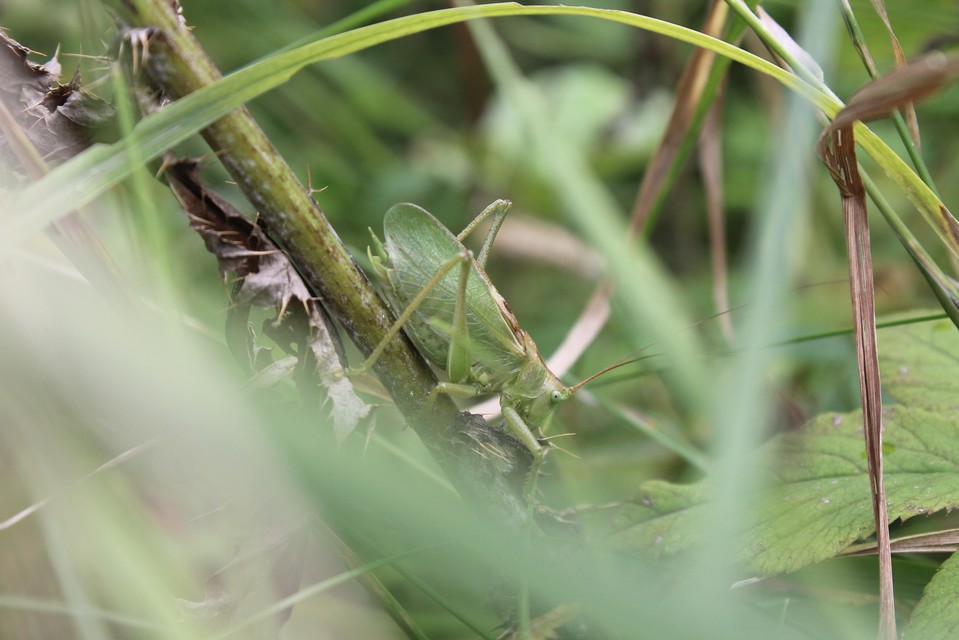 Tettigonia cantans - éneklő lombszöcske